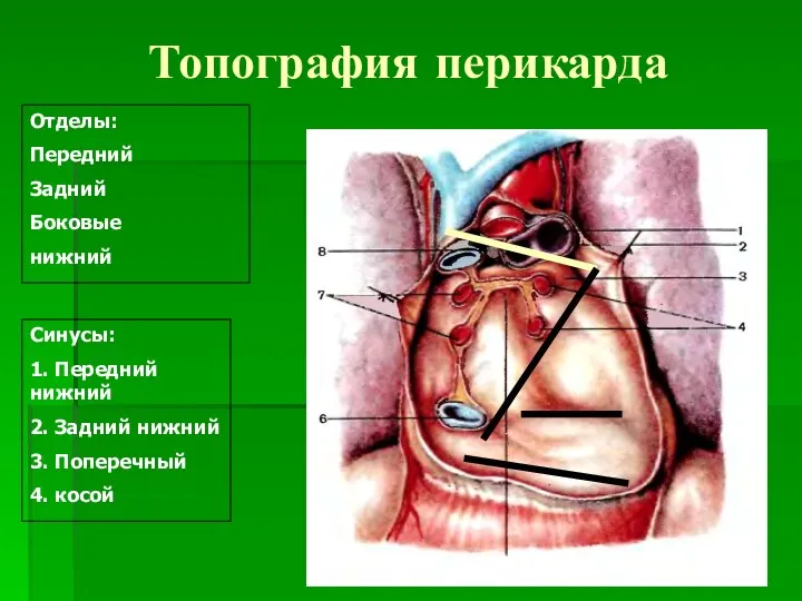 Топография перикарда Отделы: Передний Задний Боковые нижний Синусы: 1. Передний нижний