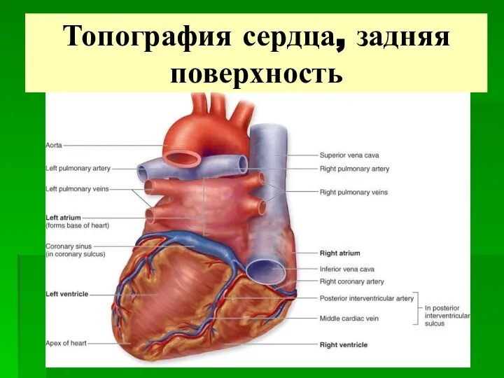 Топография сердца, задняя поверхность