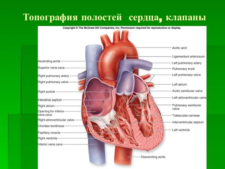 Топография полостей сердца, клапаны