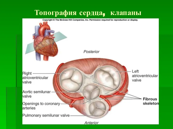 Топография сердца, клапаны