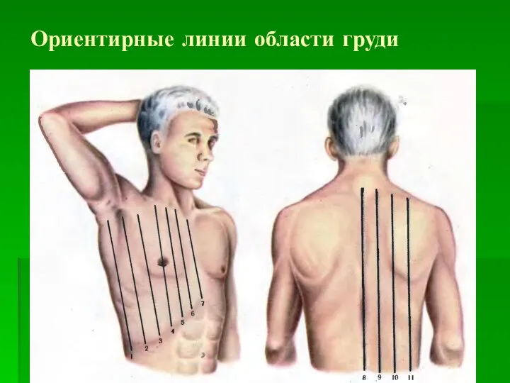 Ориентирные линии области груди