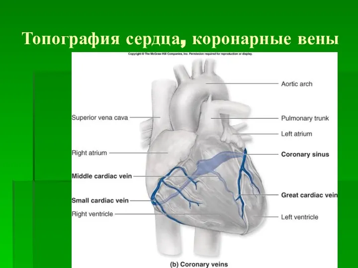 Топография сердца, коронарные вены