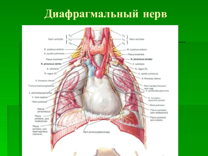 Диафрагмальный нерв