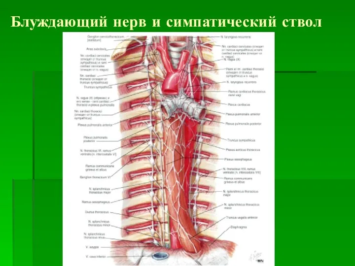 Блуждающий нерв и симпатический ствол