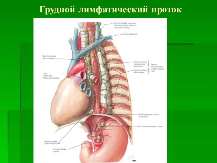 Грудной лимфатический проток