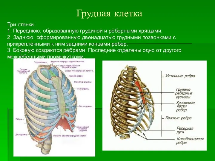 Грудная клетка Три стенки: 1. Переднюю, образованную грудиной и рёберными хрящами,