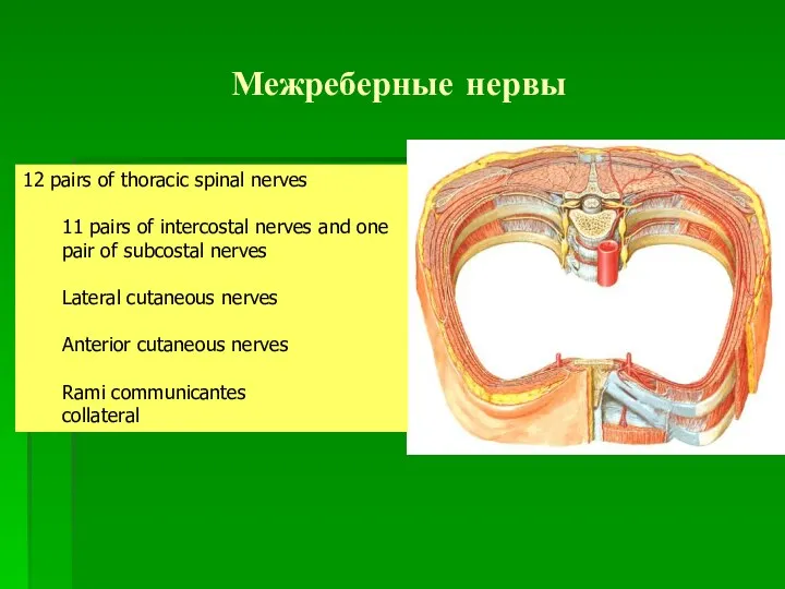 Межреберные нервы 12 pairs of thoracic spinal nerves 11 pairs of