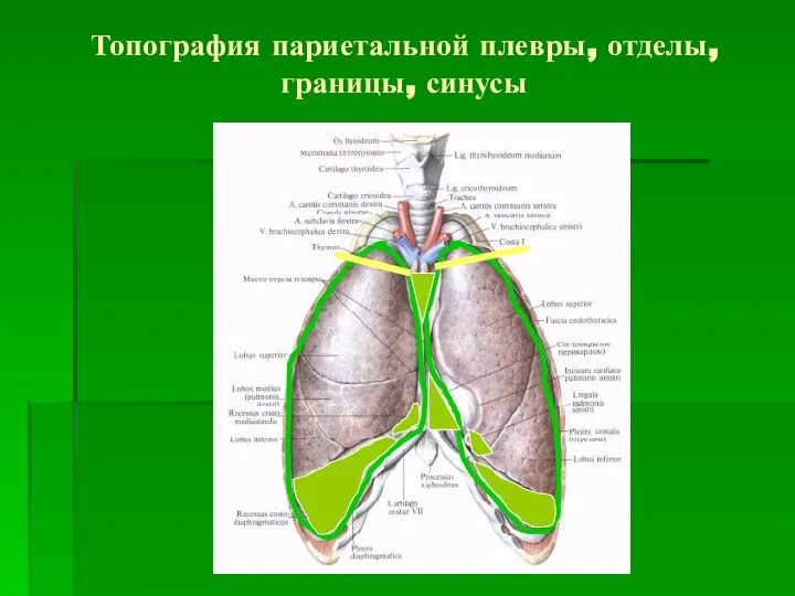 Топография париетальной плевры, отделы, границы, синусы