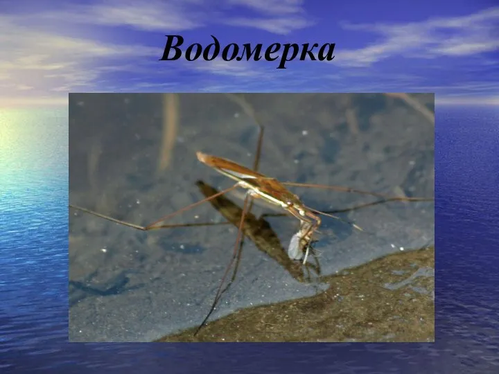 Водомерка