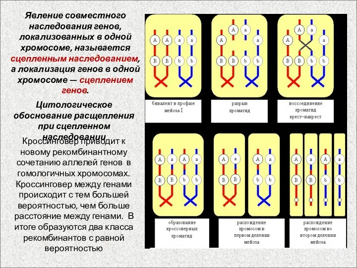 Цитологическое обоснование расщепления при сцепленном наследовании Кроссинговер приводит к новому рекомбинантному