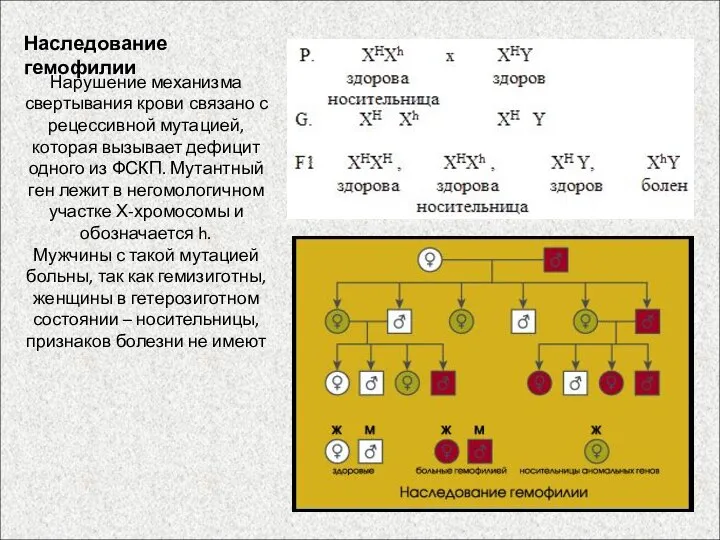 Наследование гемофилии Нарушение механизма свертывания крови связано с рецессивной мутацией, которая