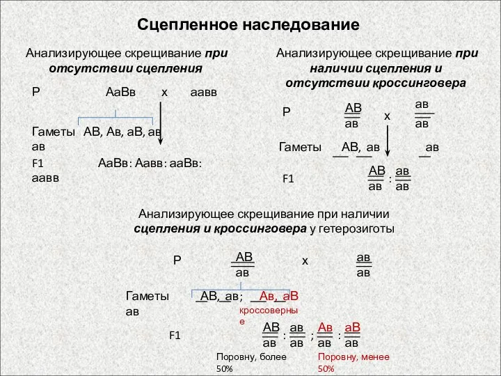 Сцепленное наследование Анализирующее скрещивание при отсутствии сцепления Гаметы АВ, ав ав