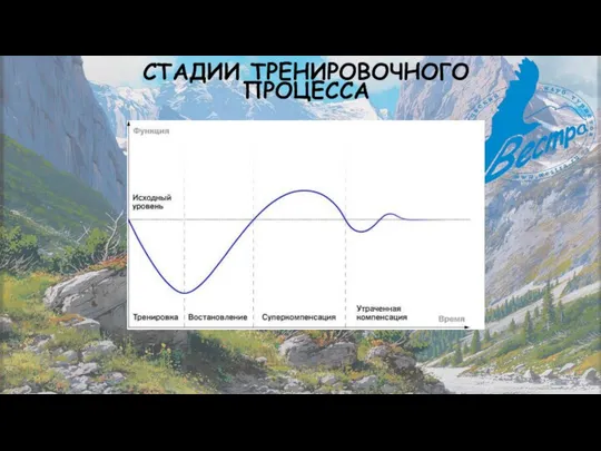 СТАДИИ ТРЕНИРОВОЧНОГО ПРОЦЕССА