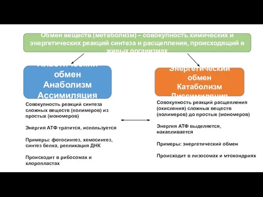 Пластический обмен Анаболизм Ассимиляция Энергетический обмен Катаболизм Диссимиляция Обмен веществ (метаболизм)