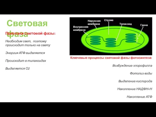 Световая фаза Признаки световой фазы: Необходим свет, поэтому происходит только на