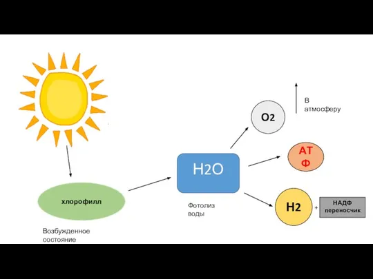 хлорофилл Возбужденное состояние Н2О О2 Н2 Фотолиз воды В атмосферу АТФ НАДФ переносчик +