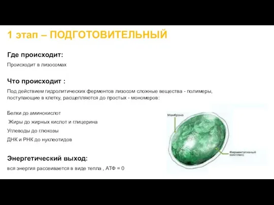 1 этап – ПОДГОТОВИТЕЛЬНЫЙ Где происходит: Происходит в лизосомах Что происходит