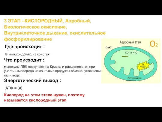 3 ЭТАП –КИСЛОРОДНЫЙ, Аэробный, Биологическое окисление, Внутриклеточное дыхание, окислительное фосфорилирование Где