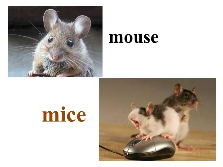 mice mouse