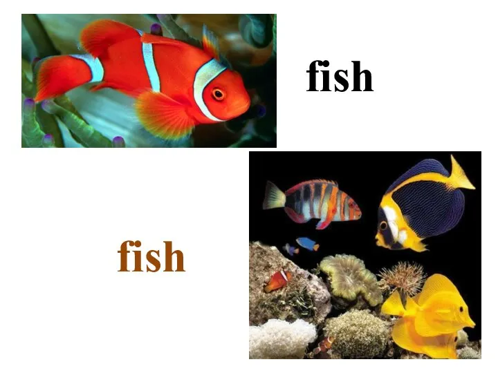 fish fish