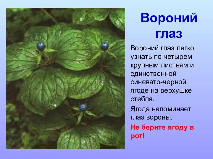 Вороний глаз легко узнать по четырем крупным листьям и единственной синевато-черной