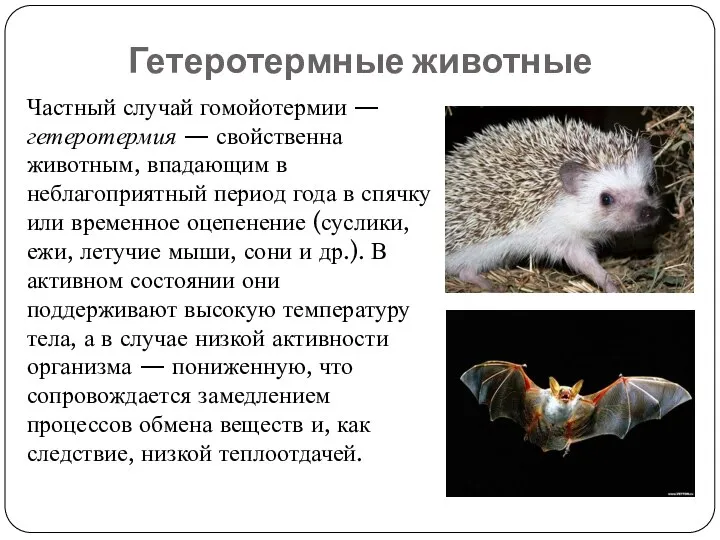 Гетеротермные животные Частный случай гомойотермии — гетеротермия — свойственна животным, впадающим