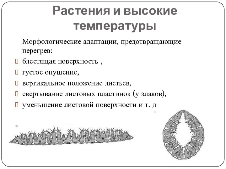 Растения и высокие температуры Морфологические адаптации, предотвращающие перегрев: блестящая поверхность ,