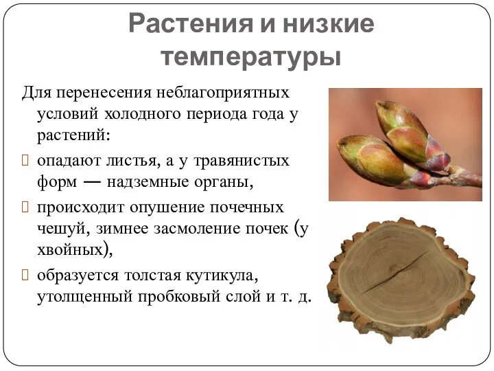 Растения и низкие температуры Для перенесения неблагоприятных условий холодного периода года