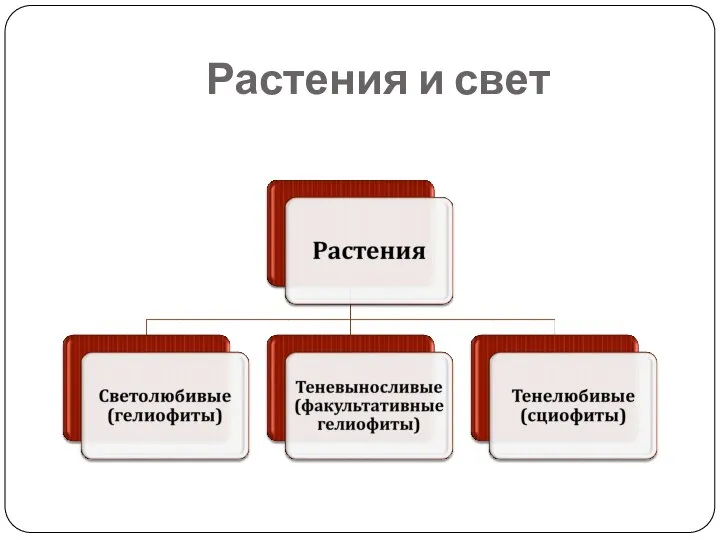 Растения и свет