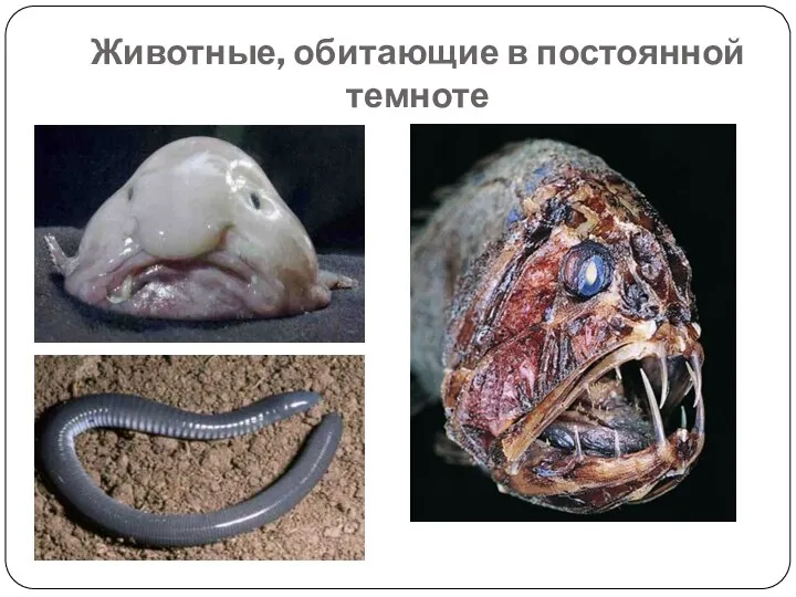 Животные, обитающие в постоянной темноте