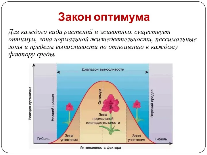 Закон оптимума Для каждого вида растений и животных существует оптимум, зона