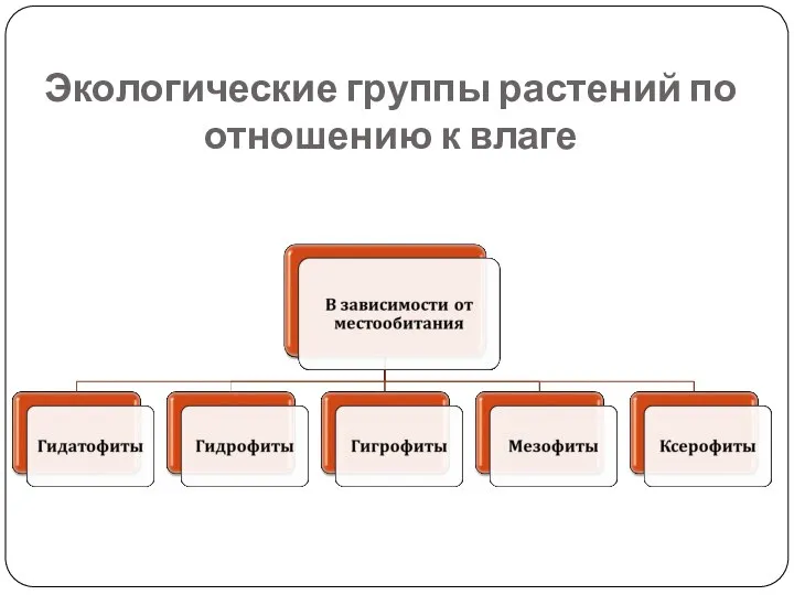 Экологические группы растений по отношению к влаге