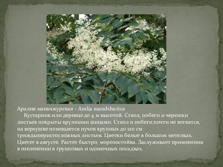 Аралия маньчжурская - Aralia mandshurica Кустарник или деревце до 4 м