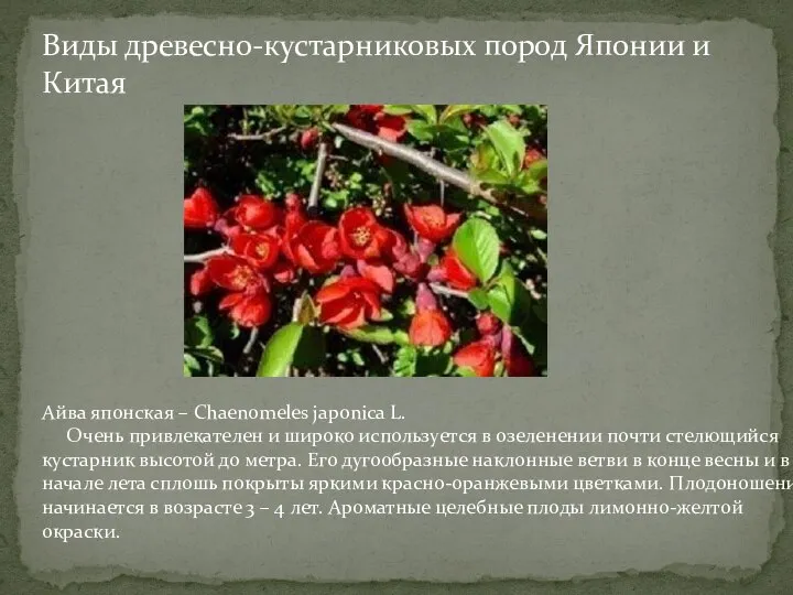 Виды древесно-кустарниковых пород Японии и Китая Айва японская – Chaenomeles japonica