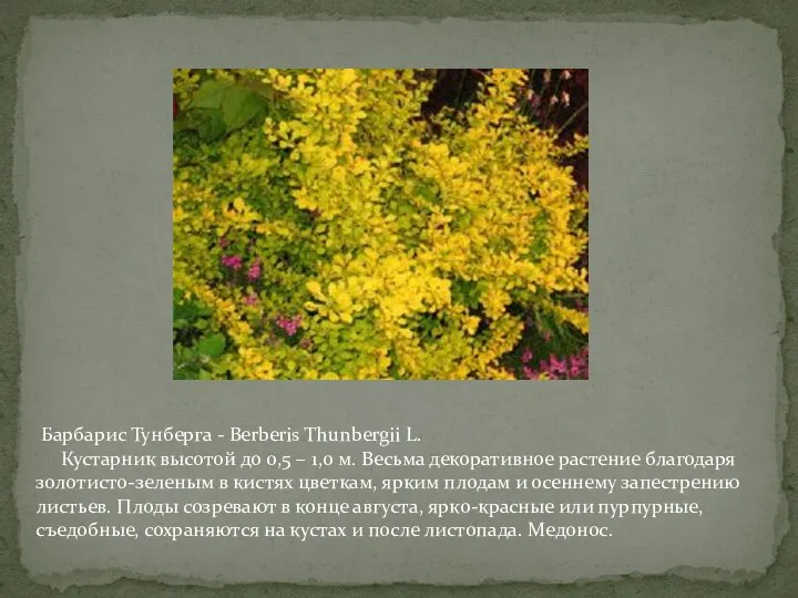 Барбарис Тунберга - Berberis Thunbergii L. Кустарник высотой до 0,5 –