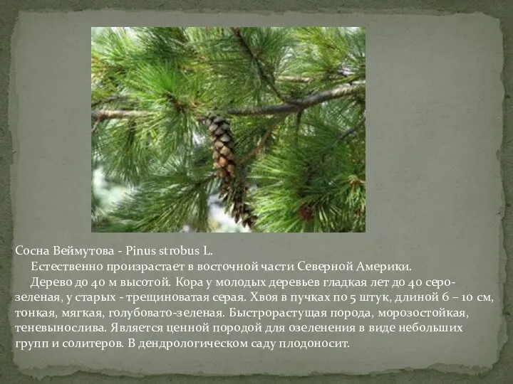 Сосна Веймутова - Pinus strobus L. Естественно произрастает в восточной части