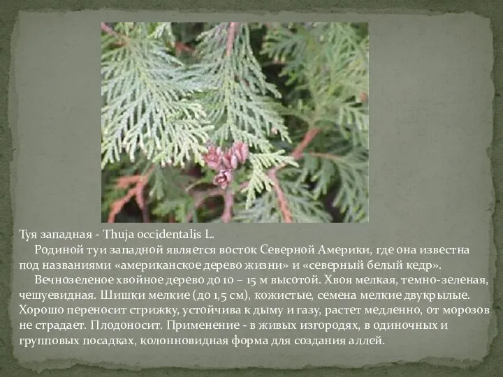 Туя западная - Thuja occidentalis L. Родиной туи западной является восток