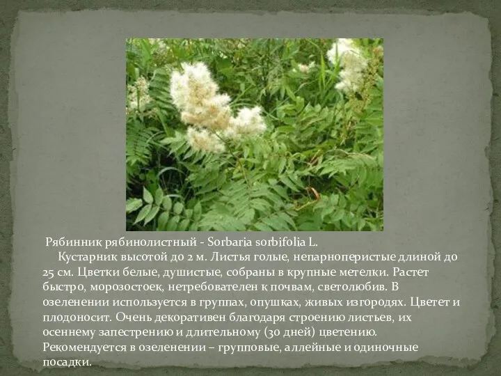 Рябинник рябинолистный - Sorbaria sorbifolia L. Кустарник высотой до 2 м.