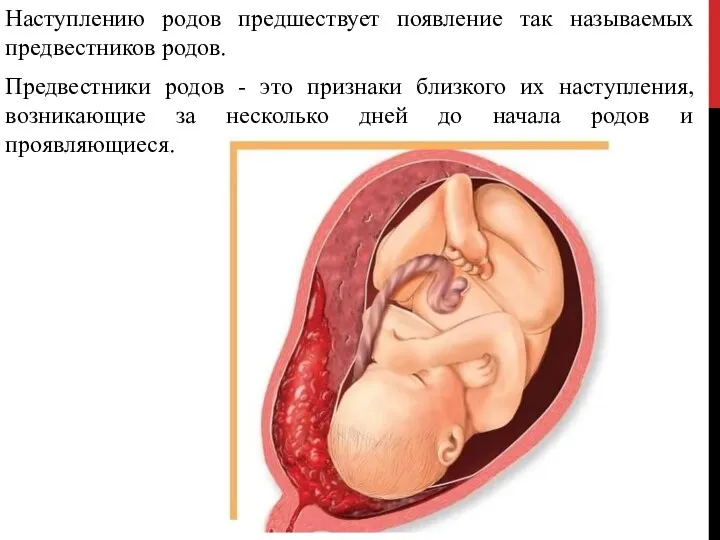 Наступлению родов предшествует появление так называемых предвестников родов. Предвестники родов -