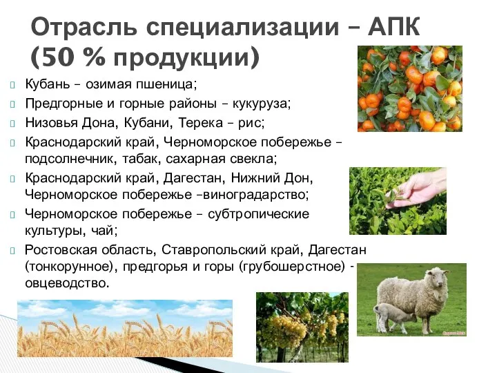 Отрасль специализации – АПК (50 % продукции) Кубань – озимая пшеница;