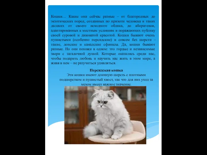 Кошки… Какие они сейчас разные – от благородных до экзотических пород,