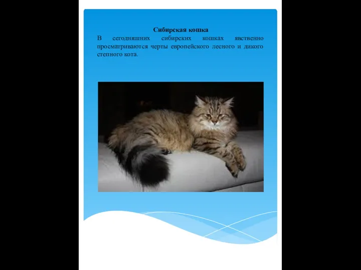 Сибирская кошка В сегодняшних сибирских кошках явственно просматриваются черты европейского лесного и дикого степного кота.