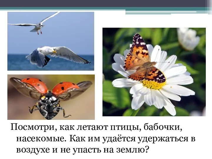 Посмотри, как летают птицы, бабочки, насекомые. Как им удаётся удержаться в