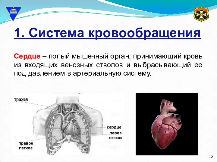 1. Система кровообращения Сердце – полый мышечный орган, принимающий кровь из