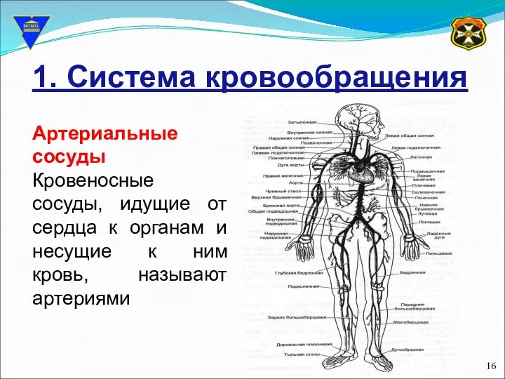 1. Система кровообращения Артериальные сосуды Кровеносные сосуды, идущие от сердца к