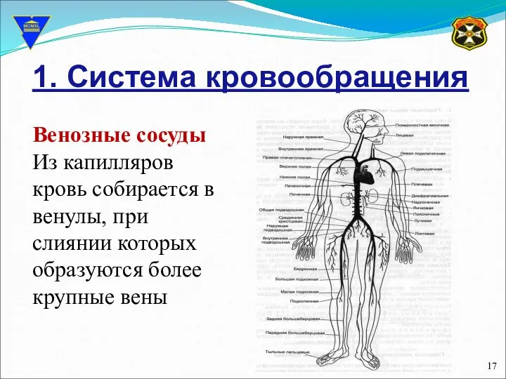 1. Система кровообращения Венозные сосуды Из капилляров кровь собирается в венулы,