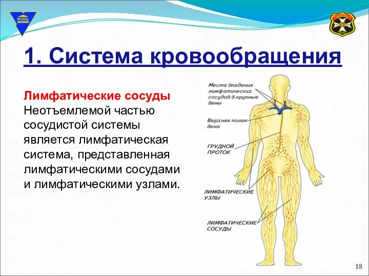 1. Система кровообращения Лимфатические сосуды Неотъемлемой частью сосудистой системы является лимфатическая