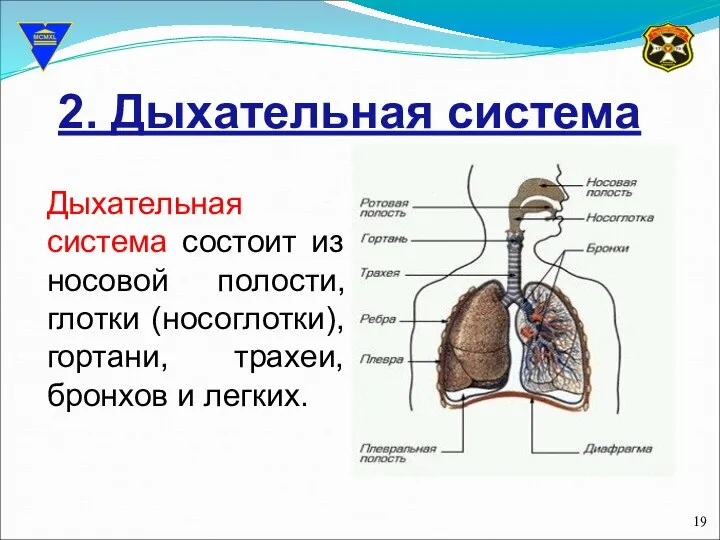 2. Дыхательная система Дыхательная система состоит из носовой полости, глотки (носоглотки), гортани, трахеи, бронхов и легких.