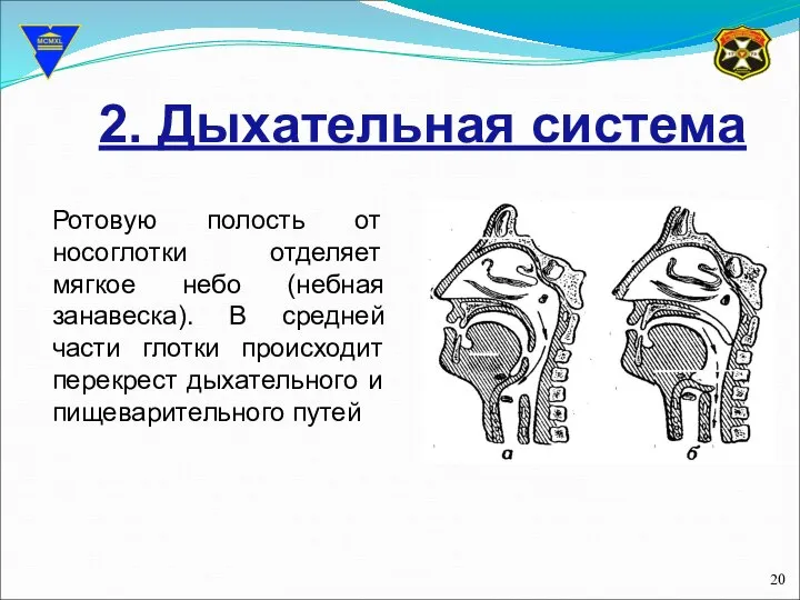 2. Дыхательная система Ротовую полость от носоглотки отделяет мягкое небо (небная