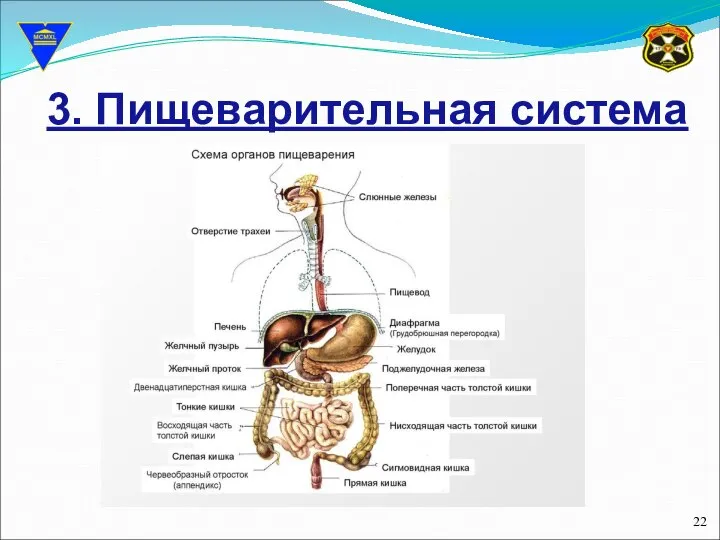 3. Пищеварительная система